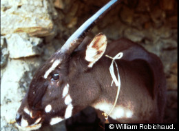 A female saola, captured in 1996.
