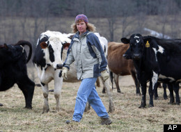 In this Feb. 2, 2012 file photo, organic dairy farmer Siobhan Griffin stands in a field with her cows a field at Raindance Farm in Westville, N.Y. While other states are reaping the wealth of the Marcellus Shale, New York has had a moratorium on drilling for four years while it overhauls regulations amid intense lobbying for a ban. Griffin, who raises grass-fed cows and sells organic cheese, doesn’t see gas as the answer. (AP Photo/Mike Groll, File)