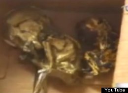 Thai police found six roasted, gold-leafed fetuses inside the luggage of British citizen Chow Hok Kuen.