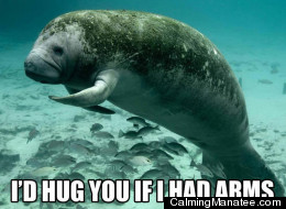 There look it this peaceful manatee. Don't you feel better?