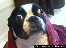 Bruschi, a four-year-old black and white Boston Terrier who lives with his owner, Victoria Reed, in Grapevine, Texas, holds the Guinness World Record for