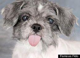 Desmo, a 9-year-old Shih Tzu looking for a home.