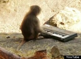 A monkey playing a synth