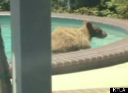 Two teen sisters, home alone in Monrovia, were stunned to see a big brown bear swimming around in their backyard infinity pool.