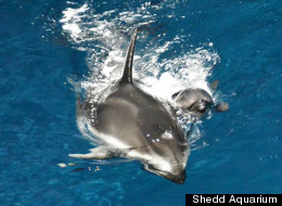 Piquet and her new baby calf, born on Memorial Day (Shedd Aquarium).