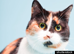 Do you have what it takes to ace the cats and crime quiz?