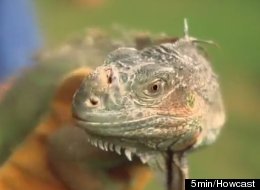 After five months apart, Ken Schmidt and his iguana,
