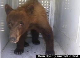 A young black bear wandered onto school property in Bakersfield, California, Thursday.