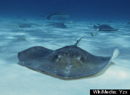 Thai company Rayfish Footwear offers customized, transgenic stingray leather, but scientists are skeptical.