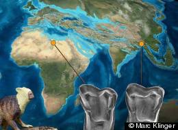 Researchers have discovered remains of an anthropoid primate, now named Afrasia djijidae, in Myanmar. Here a reconstruction of the small primate, which probably weighed about 3.5 ounces.