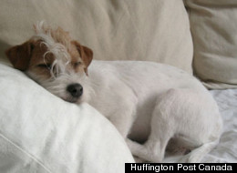 Even your dog will love some of these concierge services