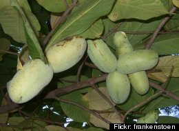 File photo. Pawpaws are a fruit tree native to Michigan and much of the eastern United States. (Flickr: frankenstoen)