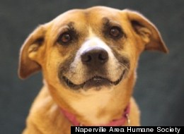 Ashley, up for adoption from the Naperville Area Humane Society, is smiling at the thought of a new, forever home.