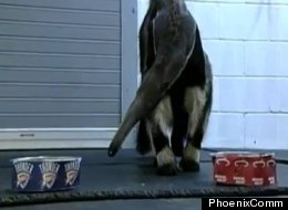 Annie the Anteater uses her psychic powers to predict the winner of the NBA finals.