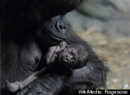 Moka, a 15-year-old female western lowland gorilla, at the Pittsburgh Zoo with her new baby boy.