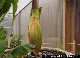 This giant corpse flower is set to bloom any second at Boston's Franklin Park Zoo. When it does, it will smell like rotting flesh.