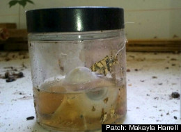 Caledonia Police are baffled as to why several jars of human remains are missing from a vacant home.