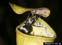 Pitcher Plants of the species Nepenthes gracilis have a specially-evolved waxy lid that captures flies whens struck by raindrops.