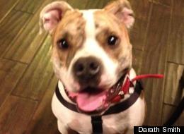 Chumley, an English Bulldog mix, went missing from his Colorado home in February only to turn up in Kansas four months later.