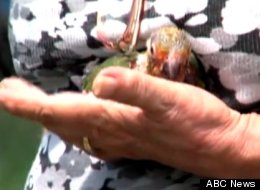 Sandra Kortz, 69, lost $150,000 worth of parrots in her backyard to thieves, ABC News reports.