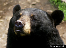 American black bears can count and compare quantities, researchers say.