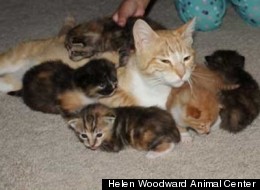 Mother cat to the rescue