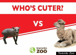 Toronto Zoo