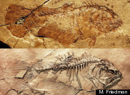 This is the skeleton of the primitive flatfish Heteronectes shown before preparation (top) and after preparation (bottom).