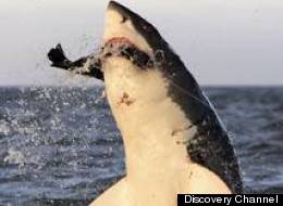 Shark Week celebrates its 25th anniversary on Discovery Channel