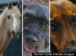 From left, Commander the palomino, Lili the miniature poodle-schnauzer, and Fred the dachsund.