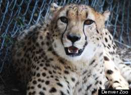 The Denver Zoo's new twin cheetahs Marvin And Mojo.