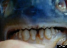 A close-up of the pacu caught in Lake Lou Yaeger in Illinois.