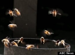 ABC News