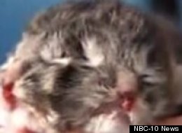 Gemini, a two-faced kitten from Rhode Island, had a short life.