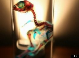 Japanese artist Iori Tomita uses chemicals to dissolve fish to their bones and cartilage and then dyes those parts to create bizarre art works.
