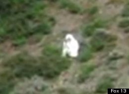 A man spotted dressed in a goat suit among a herd of wild goats in the mountains of northern Utah has wildlife officials worried he could be in danger as hunting season approaches.