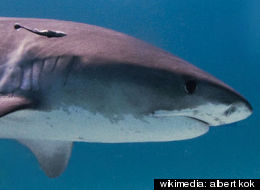 Although shark attacks are relatively rare, tiger sharks are responsible for a large percentage of fatal attacks.