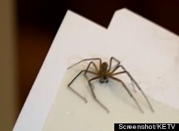 One of 40 venomous brown recluse spiders Dylan Baumann has caught so far.