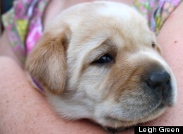Independence, a male pup, is one of the yellow Labrador retriever puppies fathered by Lancelot Encore, a cloned dog.