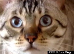 The wackiest pet name for a cat belongs to Pico de Gato, from San Diego.