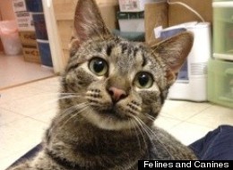 Jimmy Jaguar, available for adoption at Felines and Canines.
