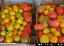 Fresh produce grown in Cook County Jail's gardens will now be sold at the Daley Plaza Farmer's Market.