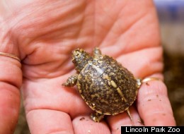 One of 18 ornate box turtles recently hatched at Lincoln Park Zoo.