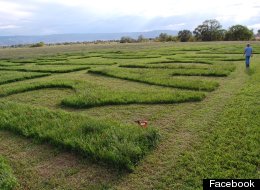 Close up of message carved into field of alfalfa in Grand Junction, Colo. with the message: