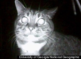 Researchers used small, lightweight cameras strapped to the collars of house cats to record more than 2,000 hours of footage of what cats do at night in the Athens, Georgia area.
