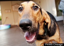 Pumpkin is one of the Chicago-area pets up for adoption this week.