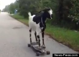 Happie, a Nigerian dwarf cross goat named