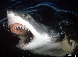 A great white shark was spotted off Venice Beach.