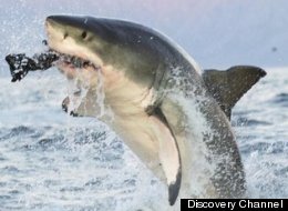 Shark Week 2012 kicks off with