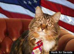 Hank, the feline Senate candidate, in a campaign photo